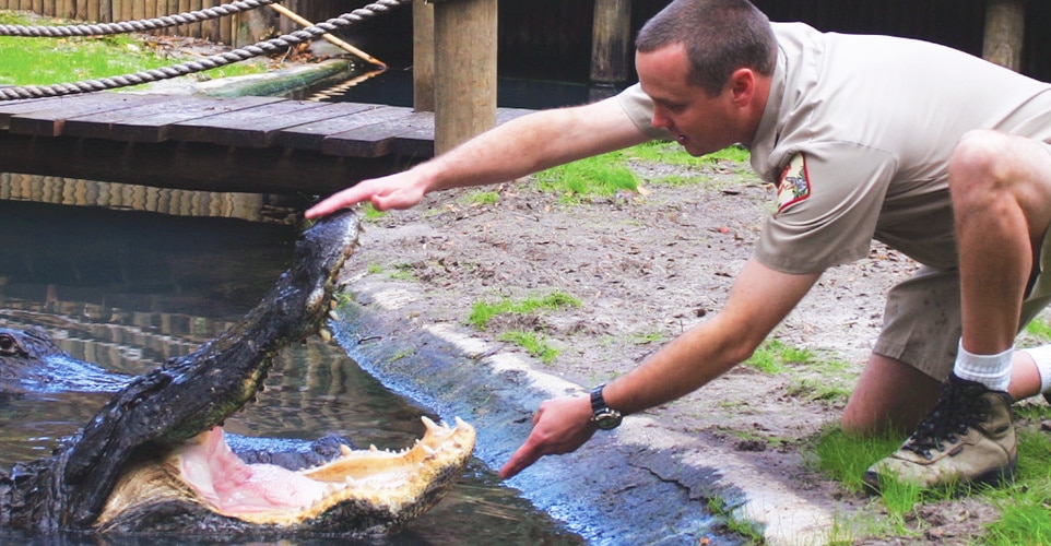 zookeeper interacting with alligator