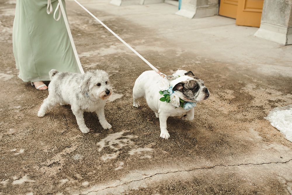 Couple's dogs ready to be part of the wedding